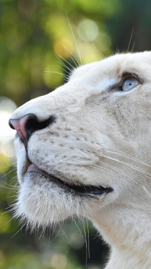 Close-up of a white lion's face