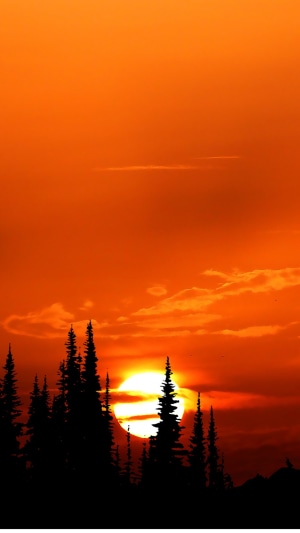 Sunset over a forest with silhouette trees