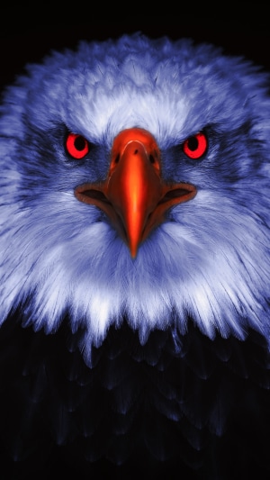Close-up of a bald eagle with red eyes