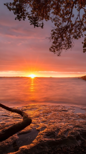 Sunset over the ocean with tree branches