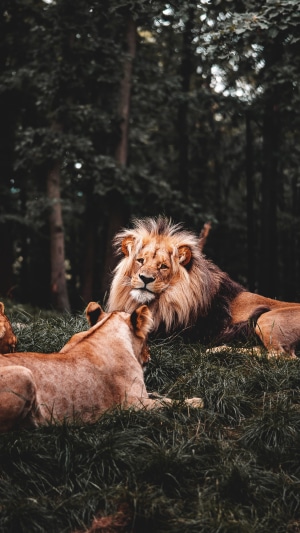 Two lions in a forest setting, 4K
