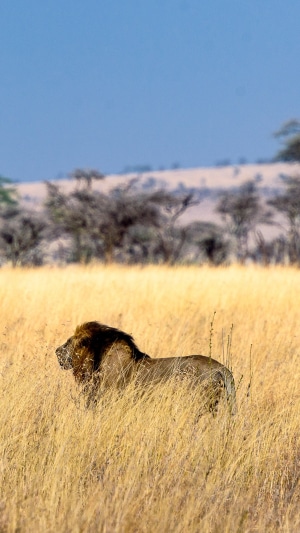 Lion in a dry grassy field