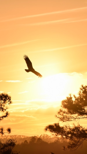 Eagle flying at sunset, photography