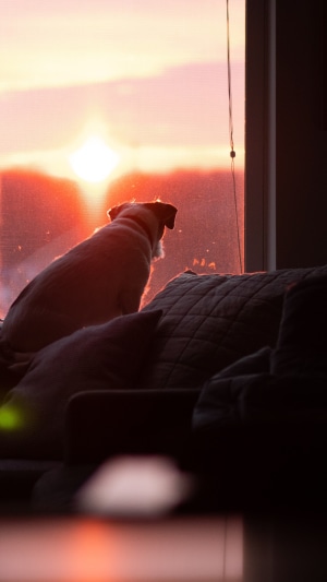 Dog watching sunset from a couch
