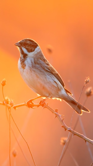 Reed Bunting bird perched on a thorny branch at sunset