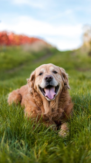 Golden Retriever dog lying in grass