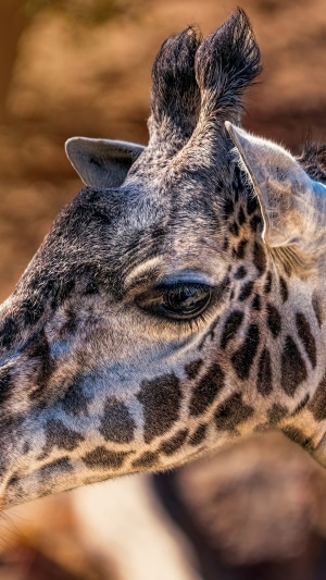 Close-up of a giraffe's head and eye