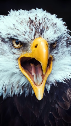 Close-up of a bald eagle with mouth open