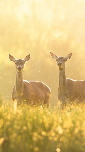 Two deer in a field at sunrise 4K
