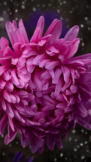 Close-up of a pink aster flower