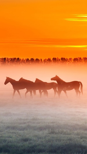 Horses in a misty field at sunrise