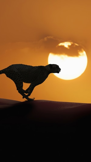 Cheetah running across desert dunes at sunset 4K