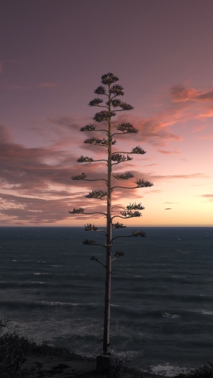 Agave tree by the ocean at sunset