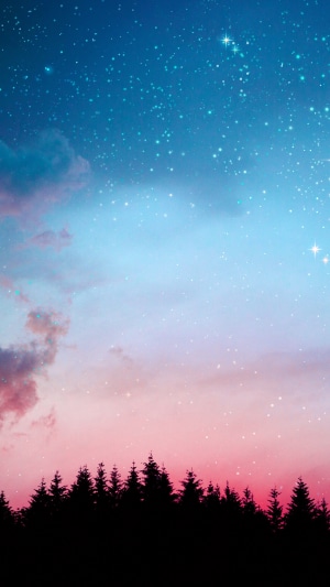 Silhouette of pine trees against a starry sky