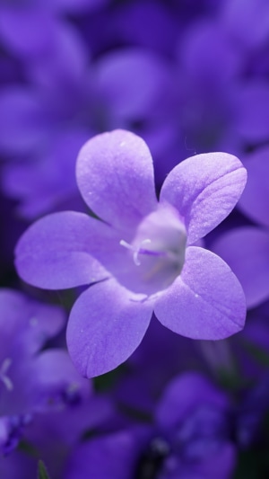 Purple flowers in macro photography