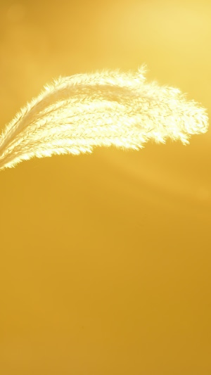 Macro photography of a fluffy plant in golden light
