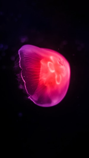 Pink and red jellyfish in dark water