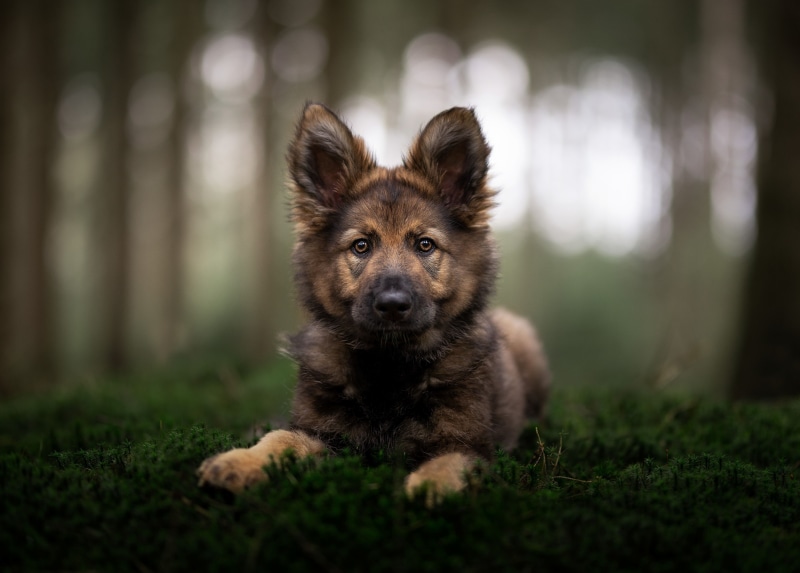 German Shepherd Puppy Lying Down in Forest
