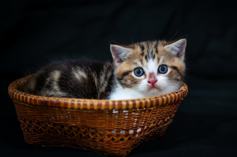 Kitten in a Wicker Basket
