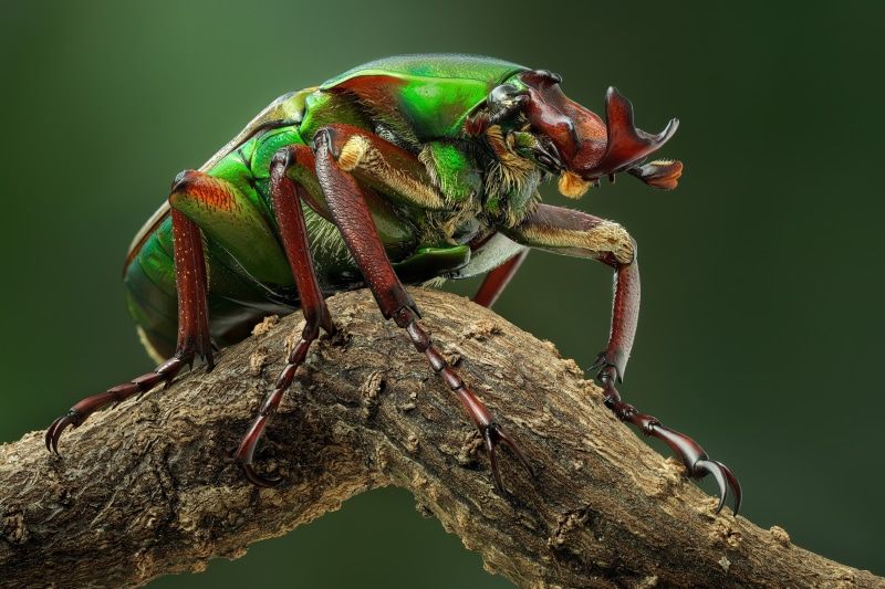 Green beetle with red legs on a branch