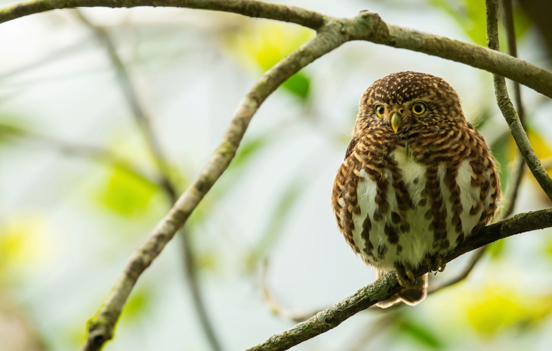 4K Glaucidium Albertinum Owl on Branches