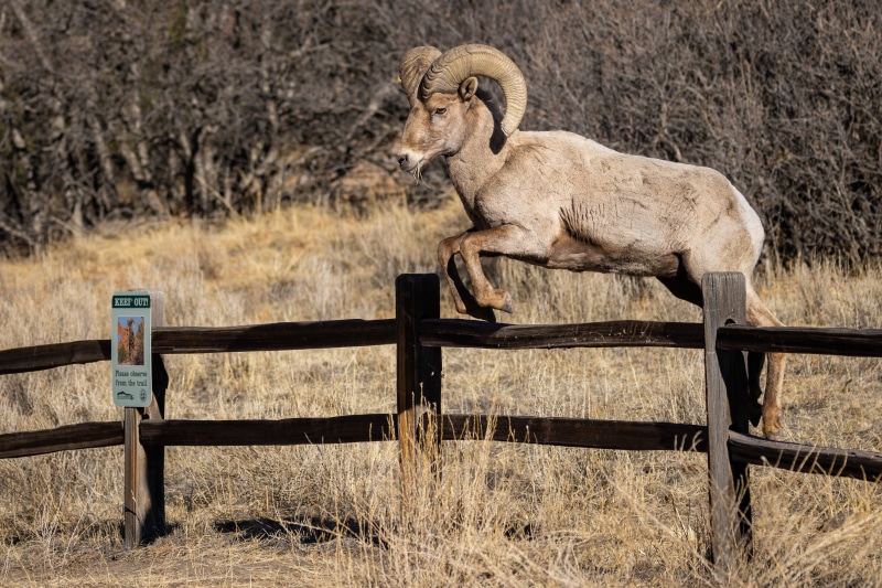 Bighorn sheep jumping over a wooden fence