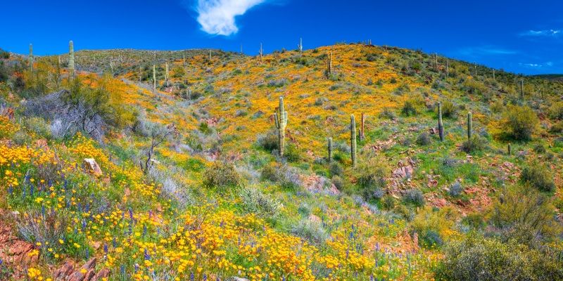 Arizona desert landscape with saguaro cacti and wildflowers