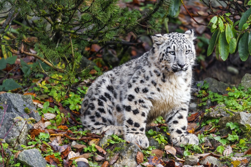 Snow leopard cub sitting on forest floor