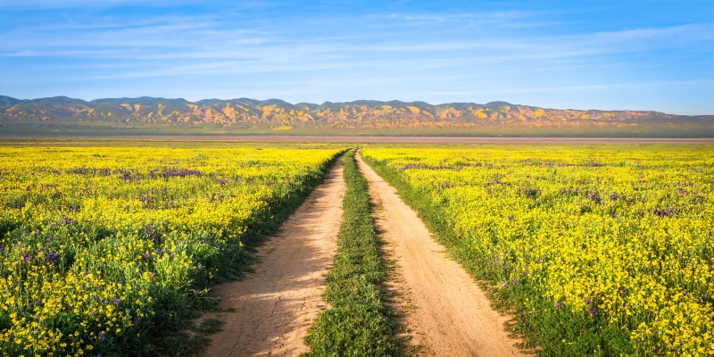 Dirt road through a field of yellow wildflowers in Carrizo Plain National Monument, California