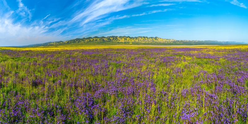 Carrizo Plain National Monument California Wildflowers