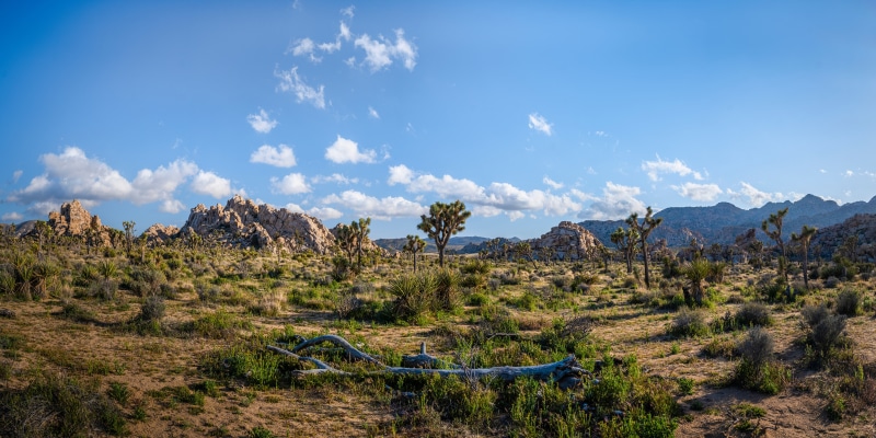 Joshua Tree National Park California USA