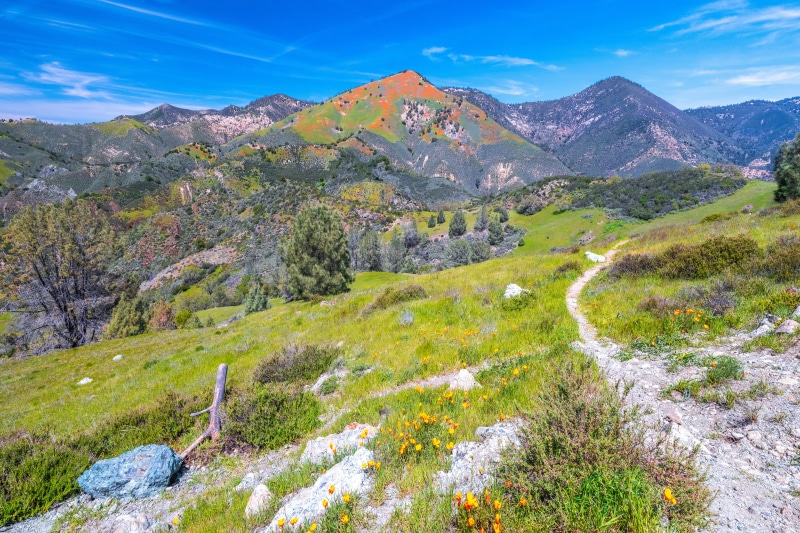 California Mountains with Wildflowers and Trail