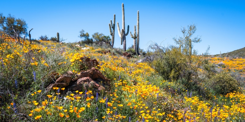 Arizona desert landscape with blooming wildflowers and saguaro cacti