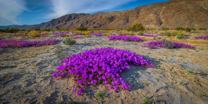 Desert landscape with purple verbena flowers in California