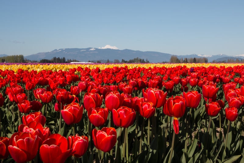 Field of Red and Yellow Tulips with Mountains