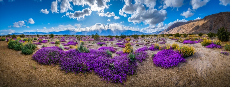 Desert Superbloom in California with Mountains