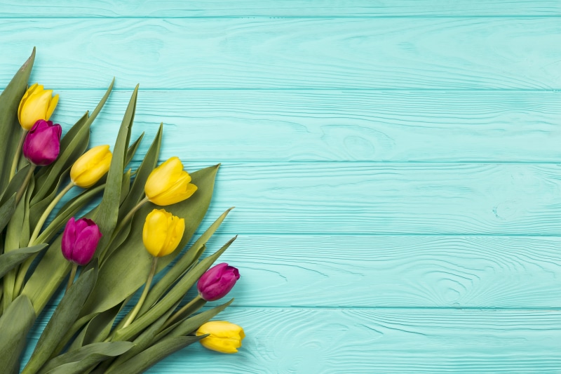 Yellow and purple tulips on turquoise wood planks