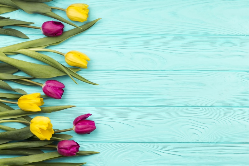 Tulips on a turquoise wood plank background