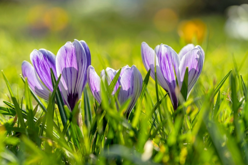 Spring Crocuses in Green Grass