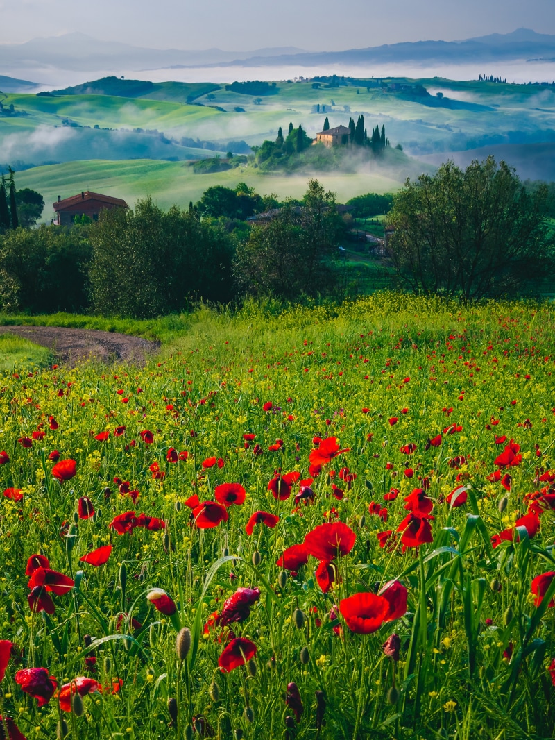 Tuscany landscape with poppies and rolling hills
