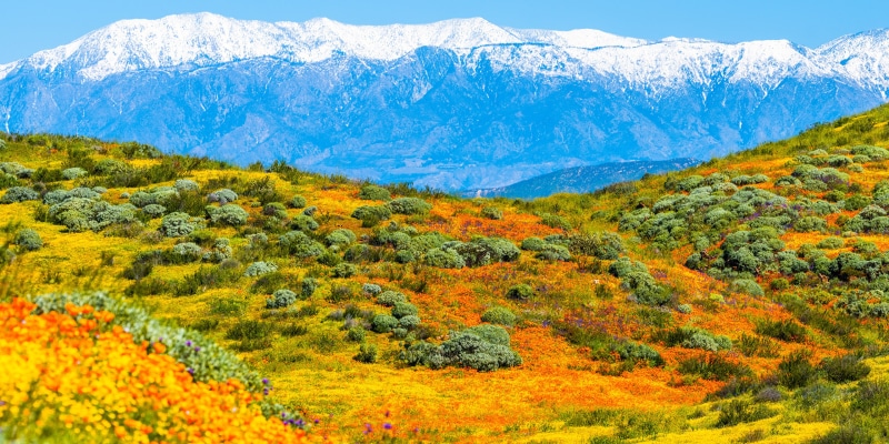 California Poppy Fields with Snow-Capped Mountains