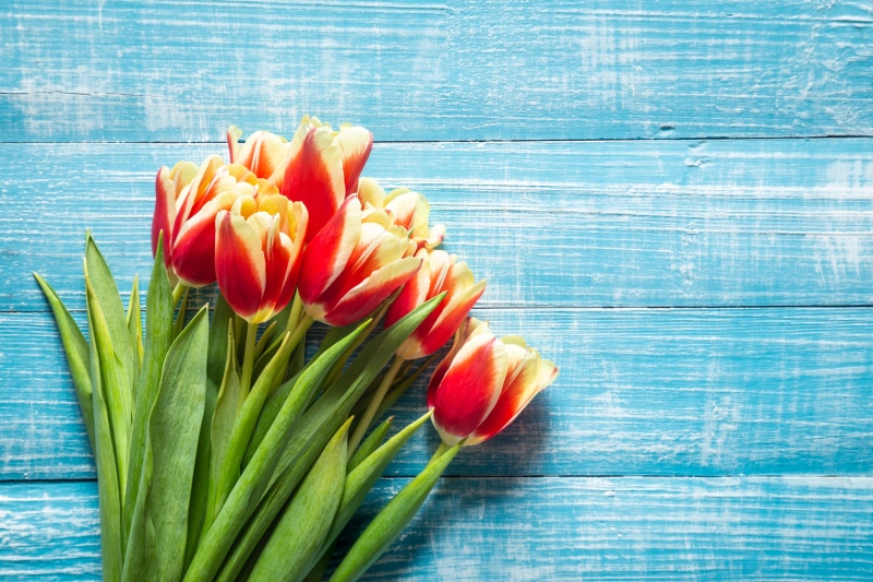 Bouquet of red and yellow tulips on a blue wooden background