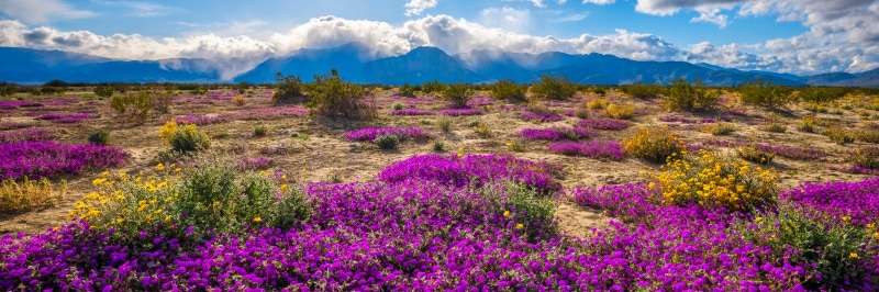 Desert wildflowers bloom in California with mountains in background
