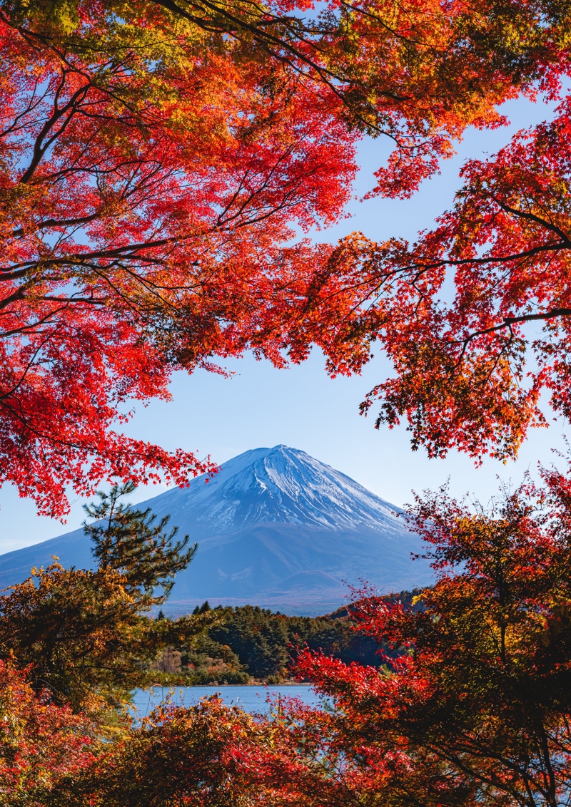 Mount Fuji framed by autumn foliage
