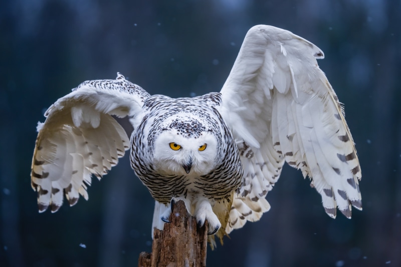 Snowy Owl with Wings Spread