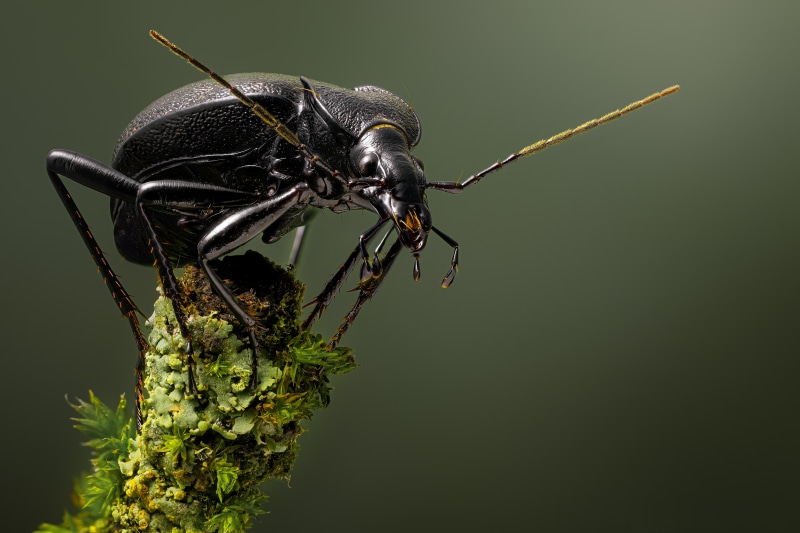 Black beetle on mossy branch