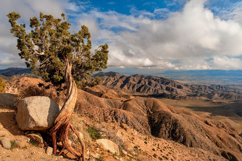 Twisted tree on a rocky hill overlooking mountains in Joshua Tree National Park