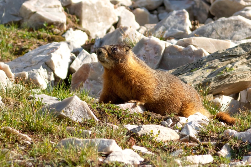 Yellow-bellied marmot on rocky terrain