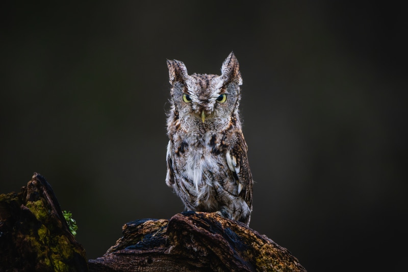 Eastern Screech Owl on a Branch