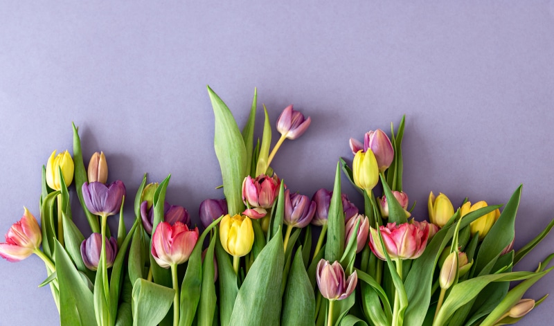 Tulips in Yellow, Red, and Violet